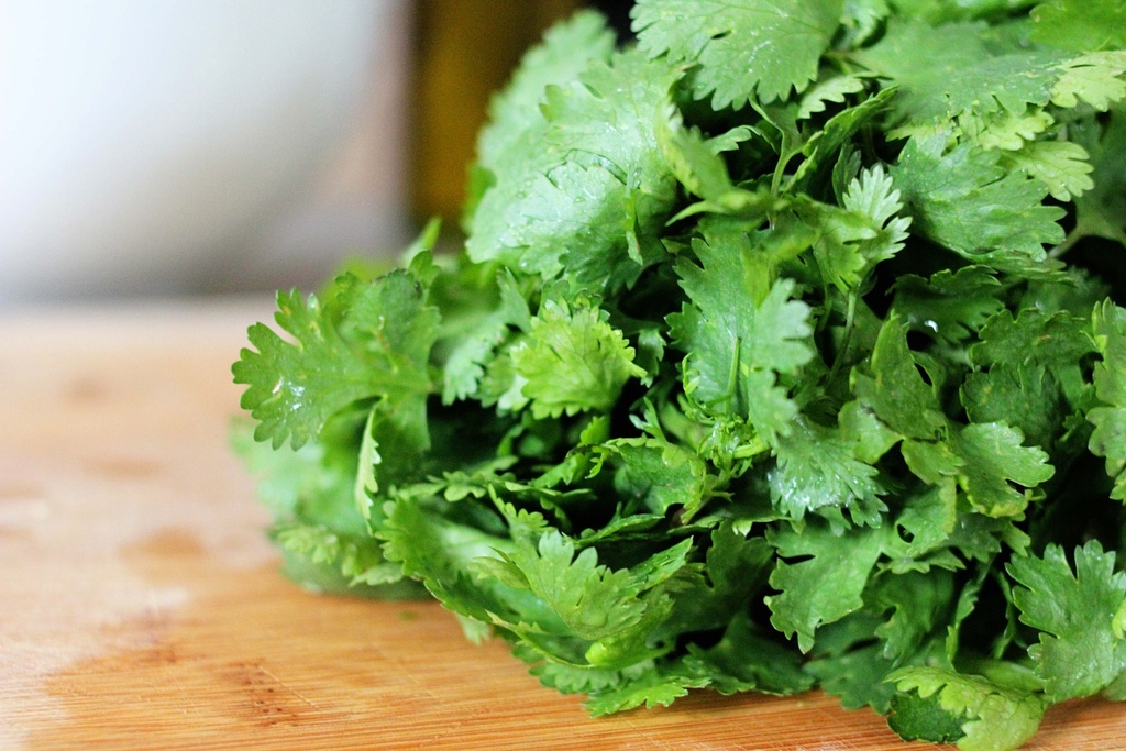 HERB: CILANTRO 3CT BUNCH