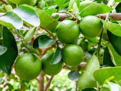 CITRUS: LIME    BY THE POUND