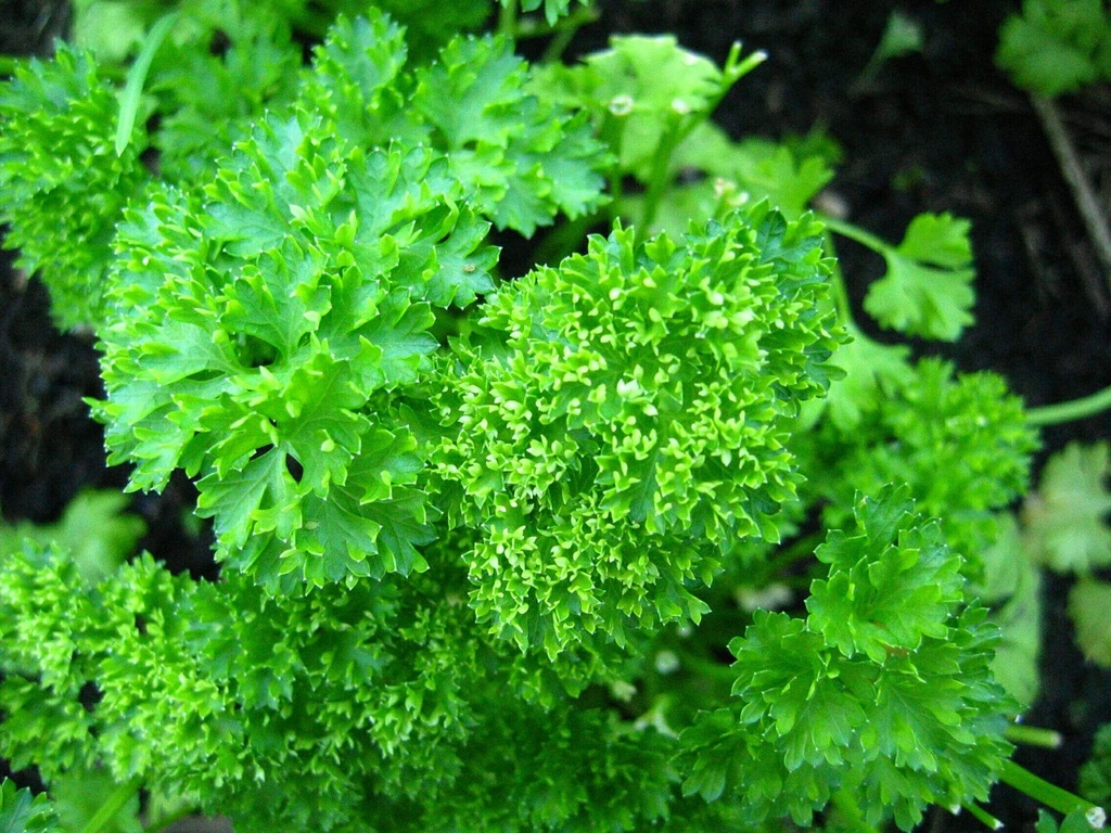 HERB: CURLY PARSLEY  3CT