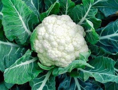 CAULIFLOWER  CASE