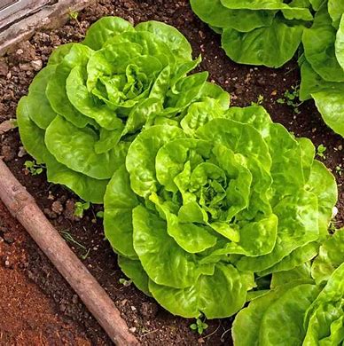 LETTUCE: BIBB (BUTTER) LIVING