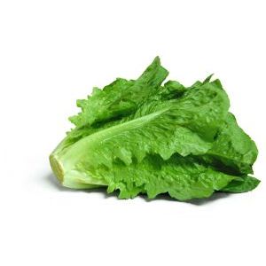 LETTUCE: GREEN LEAF