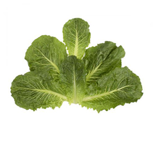 LETTUCE: ROMAINE CROWN (MANN)