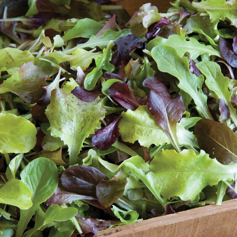 LETTUCE: SPRING MIX