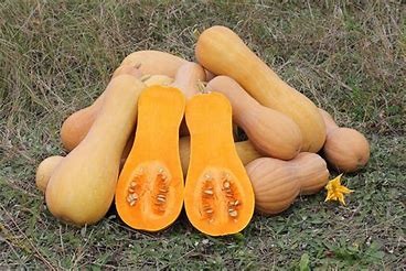 SQUASH: BUTTERNUT 