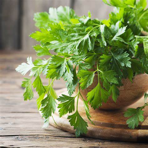 HERB: ITALIAN PARSLEY    CASE