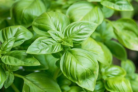 HERB: BASIL AKG   1LB