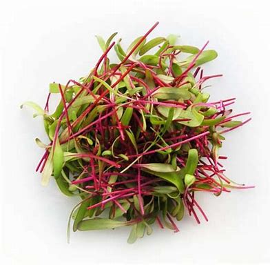 MICROGREEN: BULLS BLOOD 