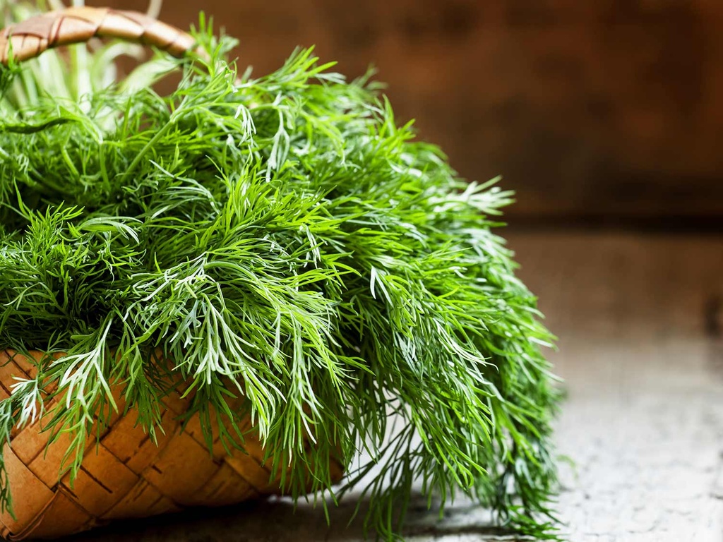 HERB: BABY DILL