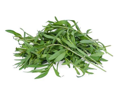 HERB: TARRAGON 