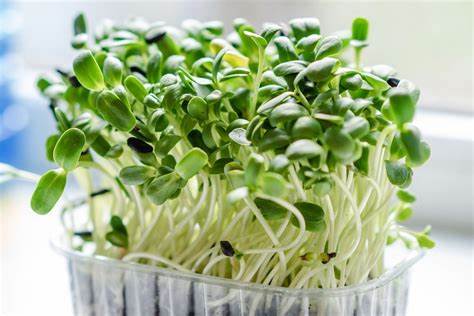 MICROGREEN: CILANTRO SPROUT