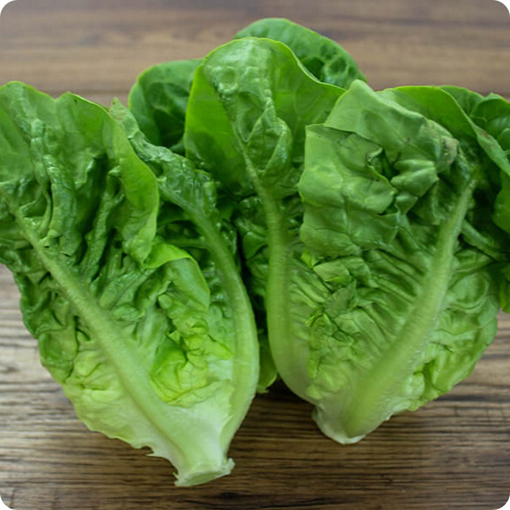 Lettuce: Little Gem 