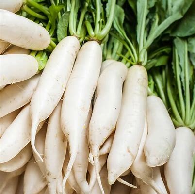[031-02622] RADISH: DAIKON   BY THE POUND