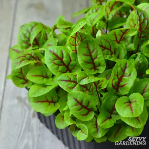 [017-00217] MICROGREEN: RED VEIN SORREL