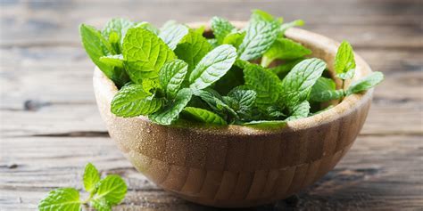 [907-32960] HERB: MINT  1LB