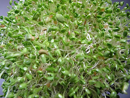 MICROGREEN: SPRICY SPROUT MIX