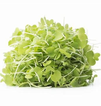 MICROGREENS: WASABI SPROUT 