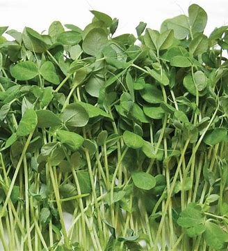 MICROGREEN: PEA SHOOTS